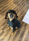 Lainie Bella - MEET ME!
