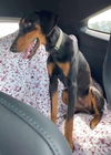 Lainie Bella - MEET ME!