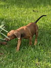 Lainie Bella - MEET ME!