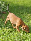 Lainie Bella - MEET ME!