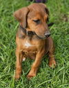 Lainie Bella - MEET ME!