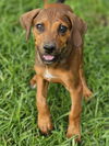 Lainie Bella - MEET ME!