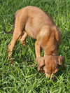 Lainie Bella - MEET ME!