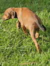 Lainie Bella - MEET ME!