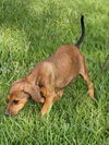 Lainie Bella - MEET ME!
