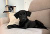 Quinn O'Mally Irish *LOCAL* MEET ME!