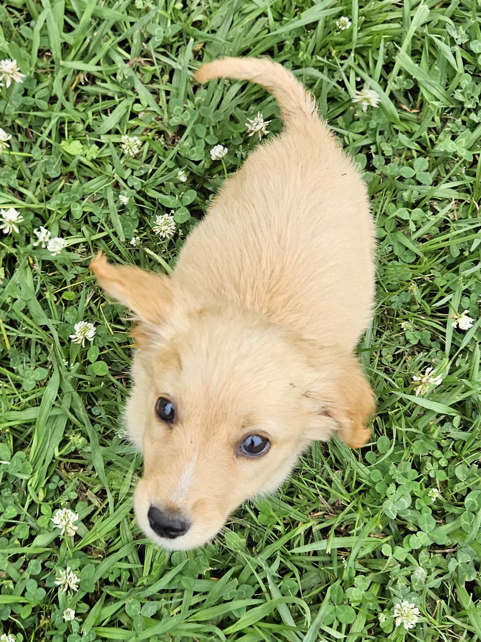 Dog for Adoption - Catherine O'Kelly Irish, a Shetland Sheepdog Sheltie ...