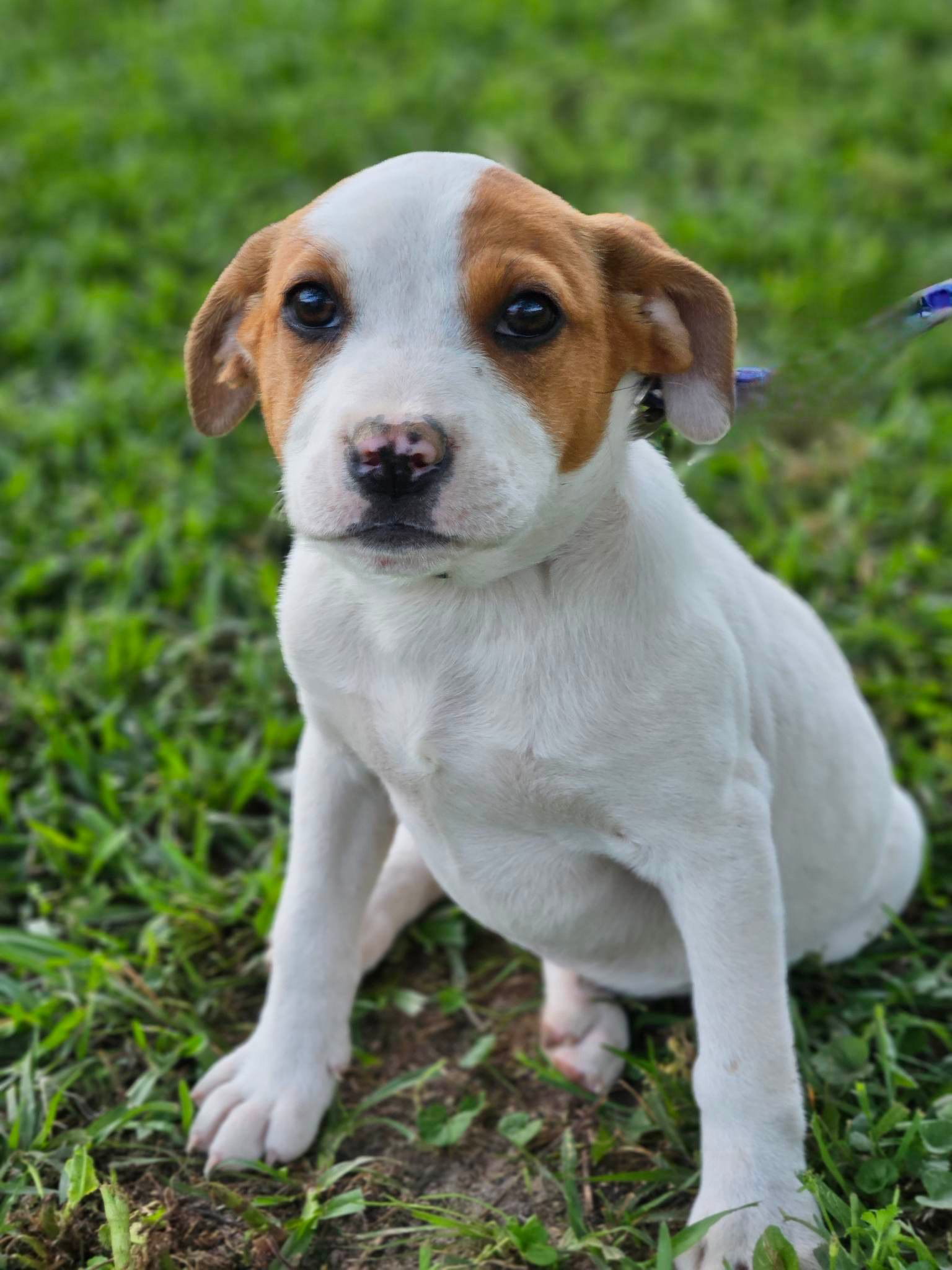 Dog for Adoption Hazelnut Nut, a Hound in Uxbridge, MA Alpha Paw
