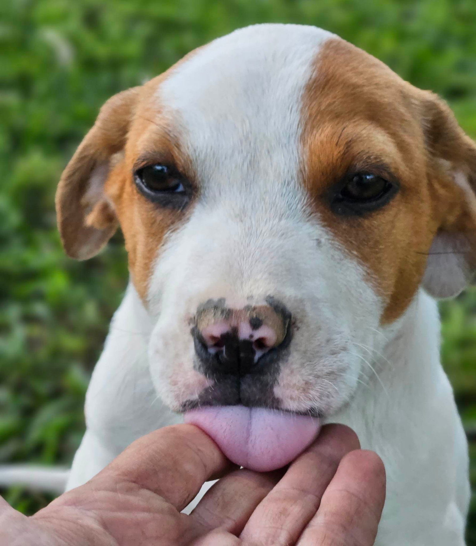 Dog for Adoption Hazelnut Nut, a Hound in Uxbridge, MA Alpha Paw