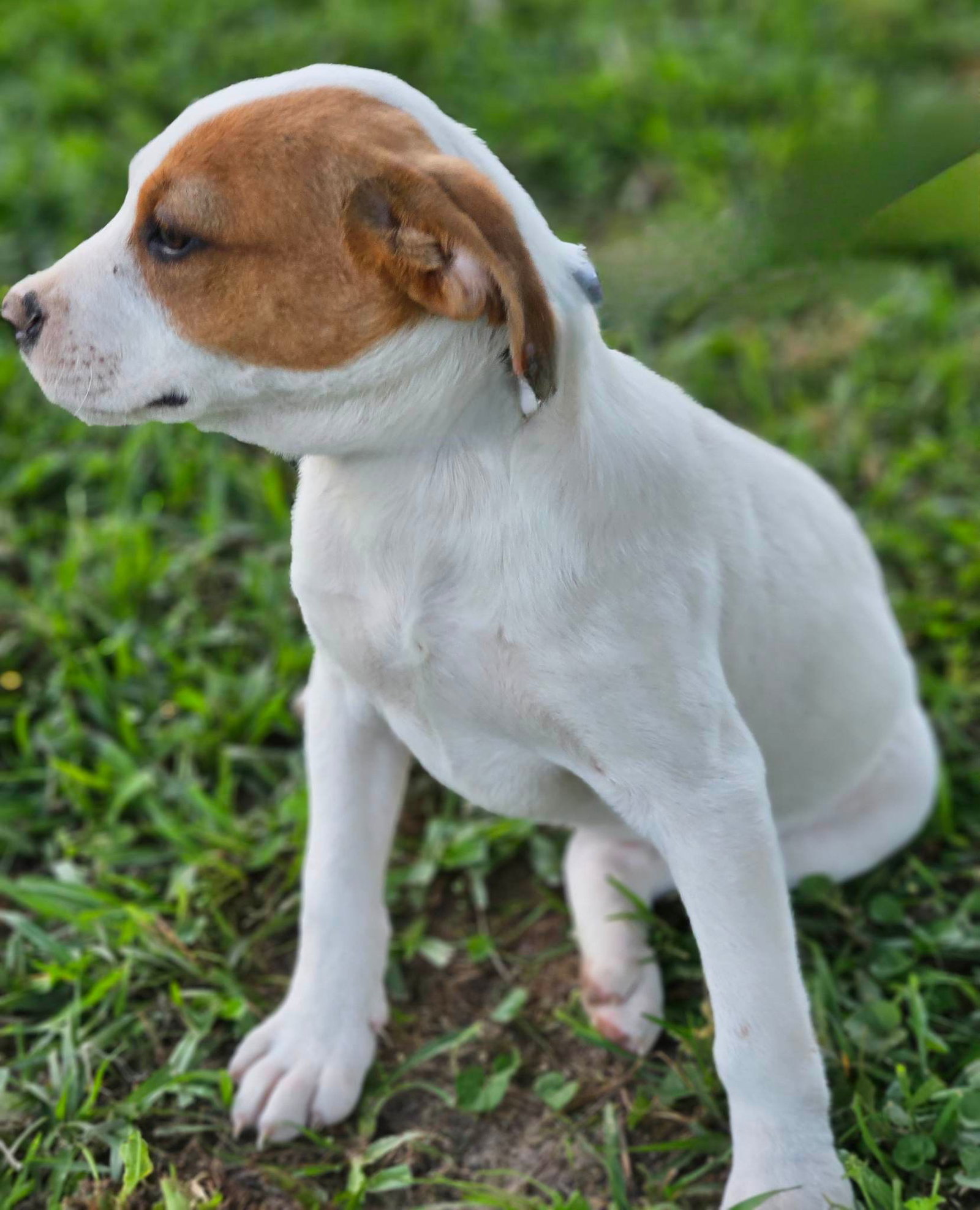 Dog for Adoption Hazelnut Nut, a Hound in Uxbridge, MA Alpha Paw