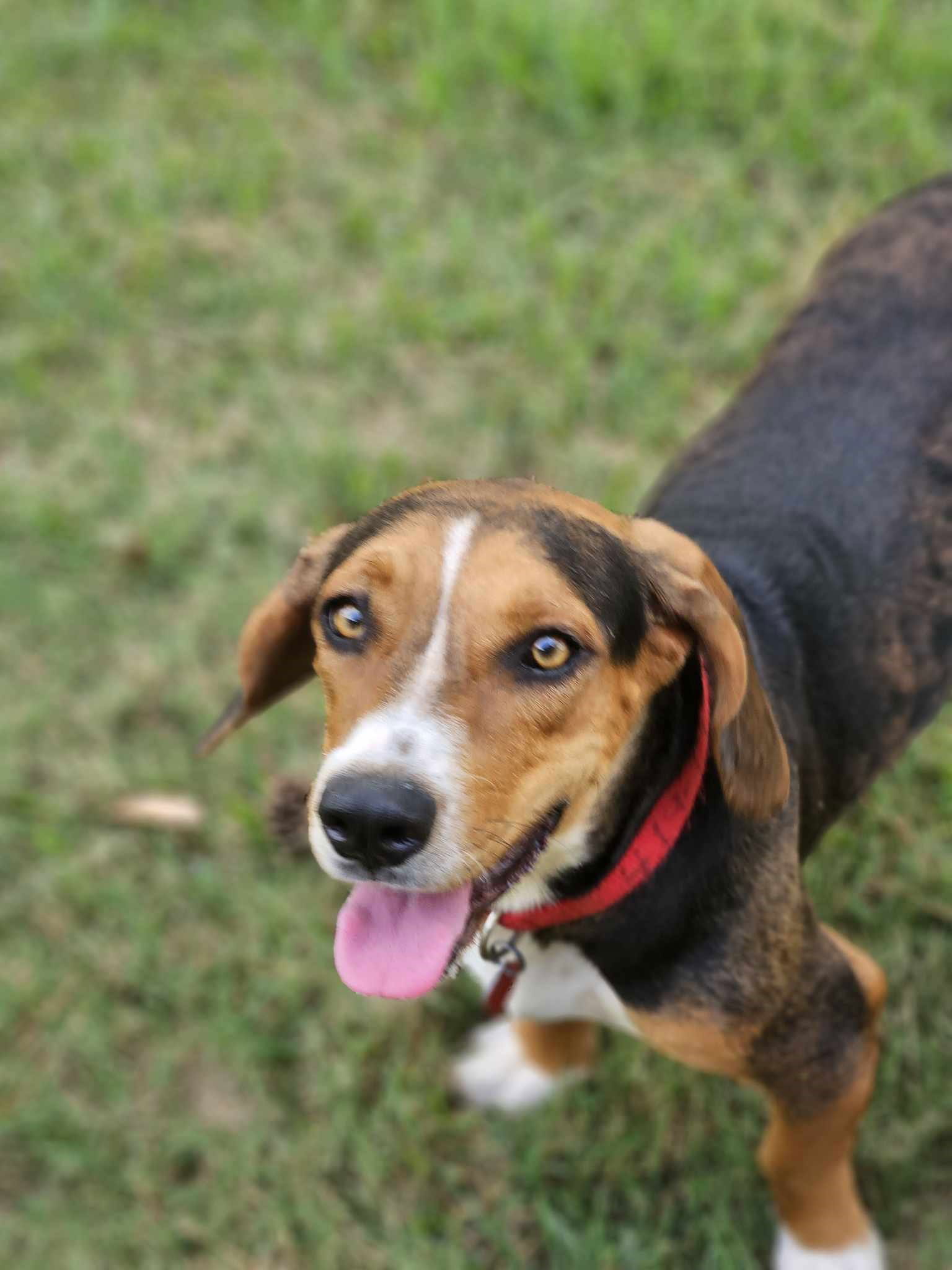 Dog for Adoption - Nelly Mae *LOCAL*, a Basset Hound in Acushnet, MA ...