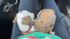 Lady Bug *DEAF*