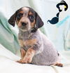 Jasmine Disney *LOCAL*