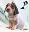 Jasmine Disney *LOCAL*