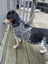 Jasmine Disney *LOCAL*