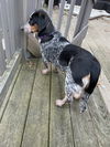 Jasmine Disney *LOCAL*