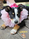 Lacey Detective *LOCAL* MEET ME!