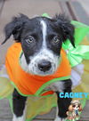 Cagney Detective *LOCAL* MEET ME!