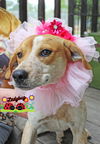 Ladybug Morse*LOCAL* MEET ME!