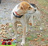 Ladybug Morse*LOCAL* MEET ME!