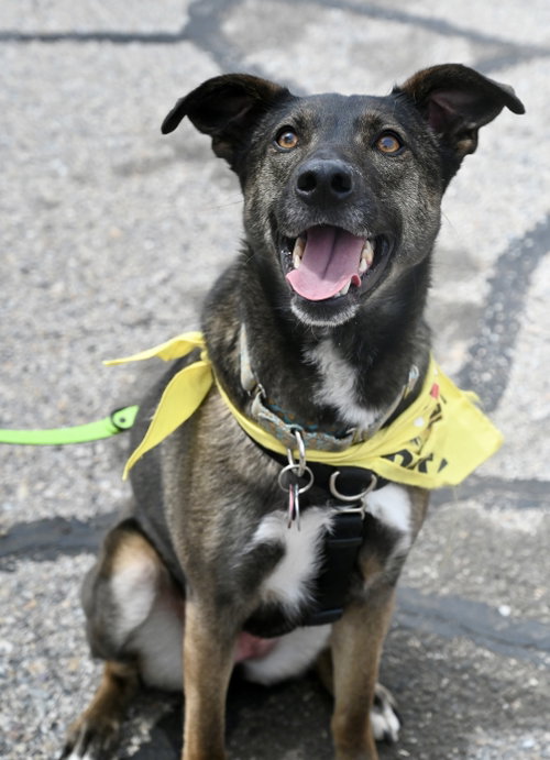 Kaia *LOCAL*, an adoptable Shepherd in Wakefield, RI