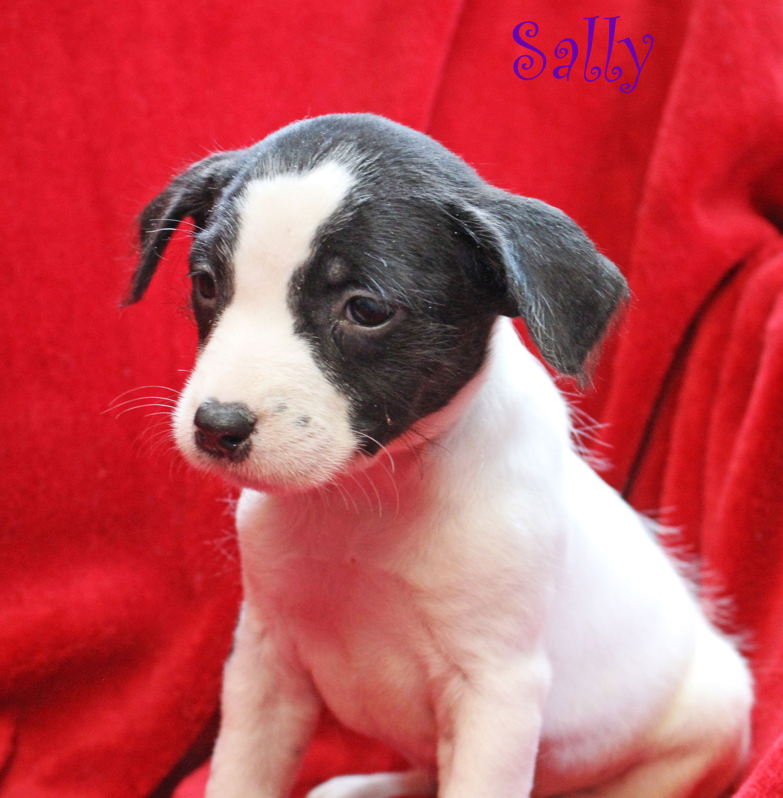 dog-for-adoption-sally-nightmare-before-christmas-a-terrier-in-east
