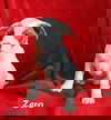 Zero Nightmare Before Christmas *LOCAL*