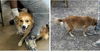 Bonfire Sheltie *LOCAL*