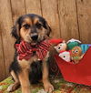 Bonfire Sheltie *LOCAL*