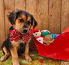 Bonfire Sheltie *LOCAL*