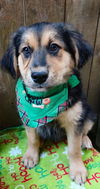 Bonfire Sheltie *LOCAL*