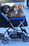 Bonfire Sheltie *LOCAL*