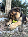 Bonfire Sheltie *LOCAL*