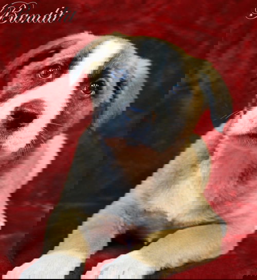 Bandit SmokeyNBandit