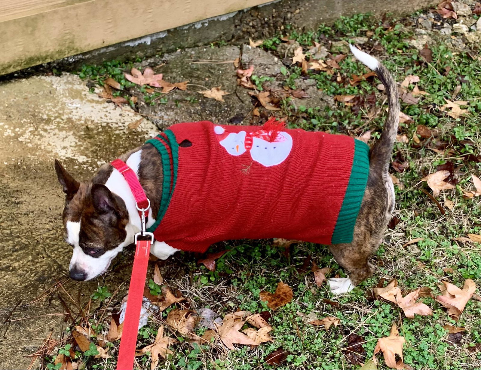 Dog for Adoption - Lola, a Boston Terrier in Marion, MA | Alpha Paw