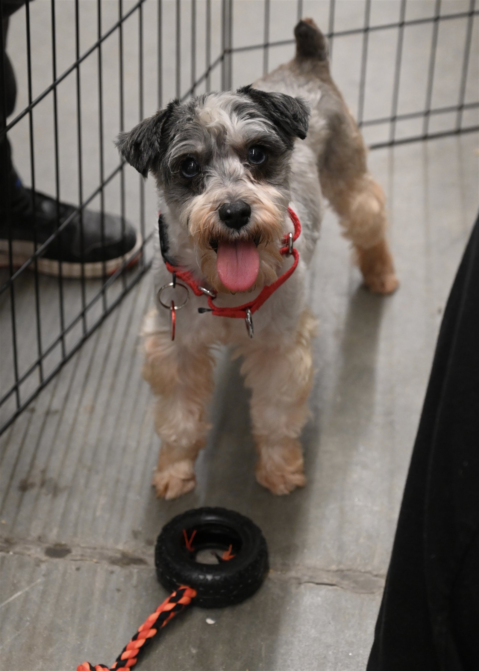 adoptable Dog in Warwick, RI named Charlie Schnauz *LOCAL*