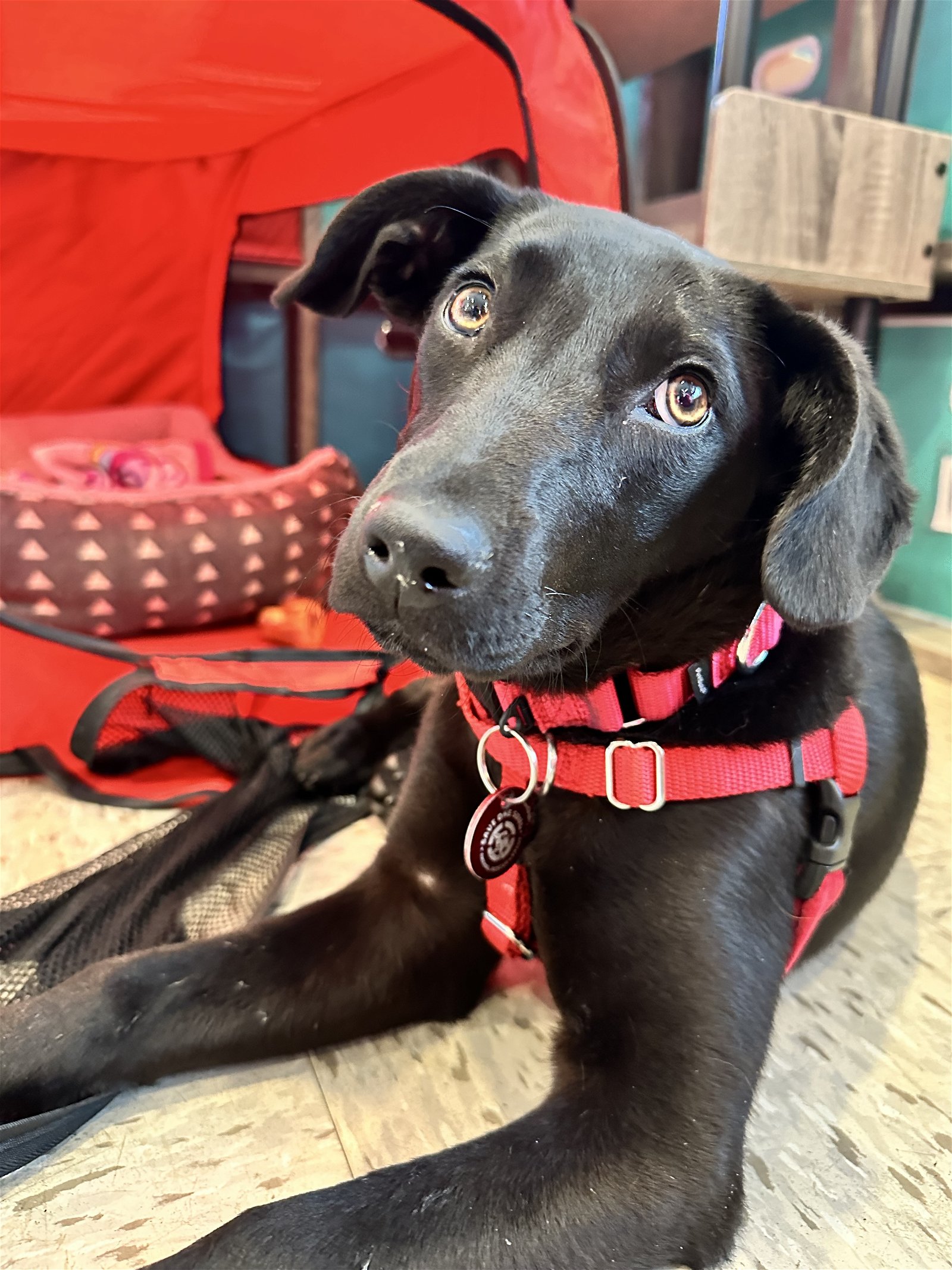 adoptable Dog in Warwick, RI named Love Affirmation *LOCAL*