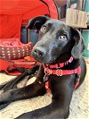 adoptable Dog in , RI named Love Affirmation *LOCAL*