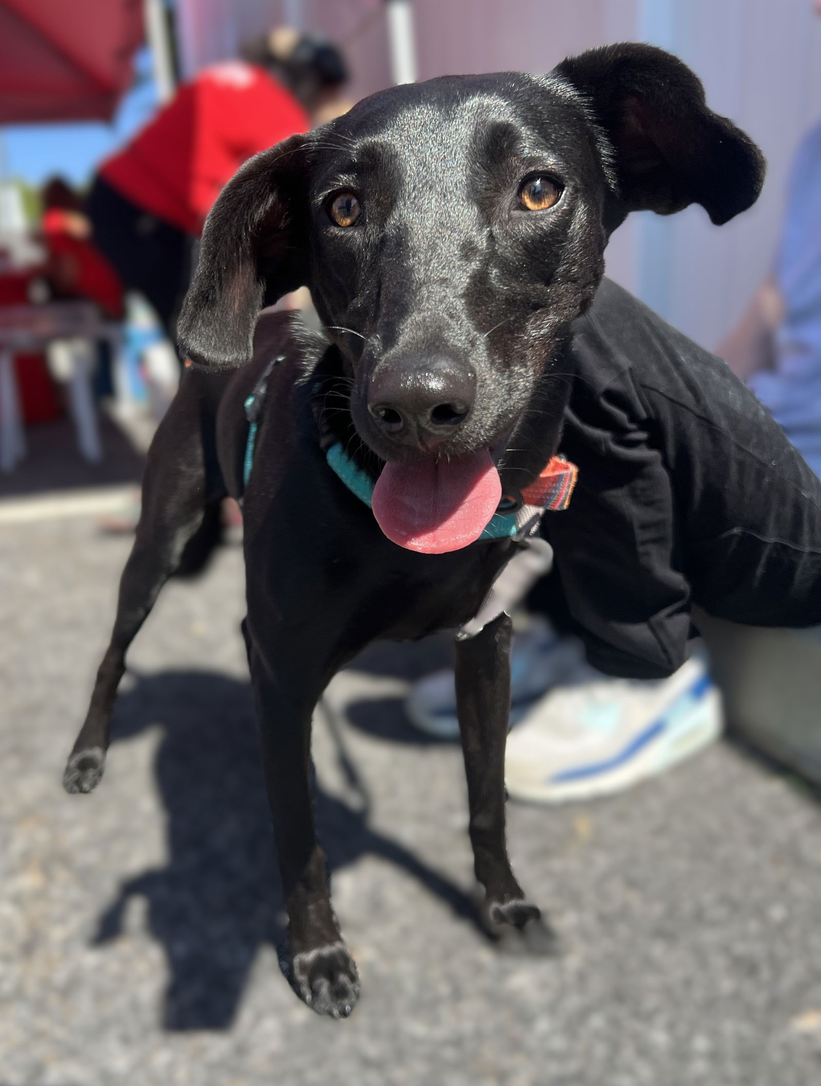 adoptable Dog in Warwick, RI named Love Affirmation *LOCAL*