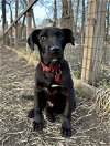 adoptable Dog in , RI named Inspire Affirmation *LOCAL*