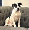 adoptable Dog in warwick, RI named Pearl Shea *LOCAL*