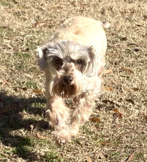 Quinn Schnauz *LOCAL*