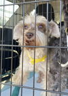 Quinn Schnauz *LOCAL*