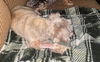 Quinn Schnauz *LOCAL*