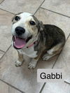 Gabbi *LOCAL*