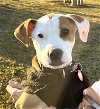 adoptable Dog in , RI named Patch Hallmark *LOCAL*