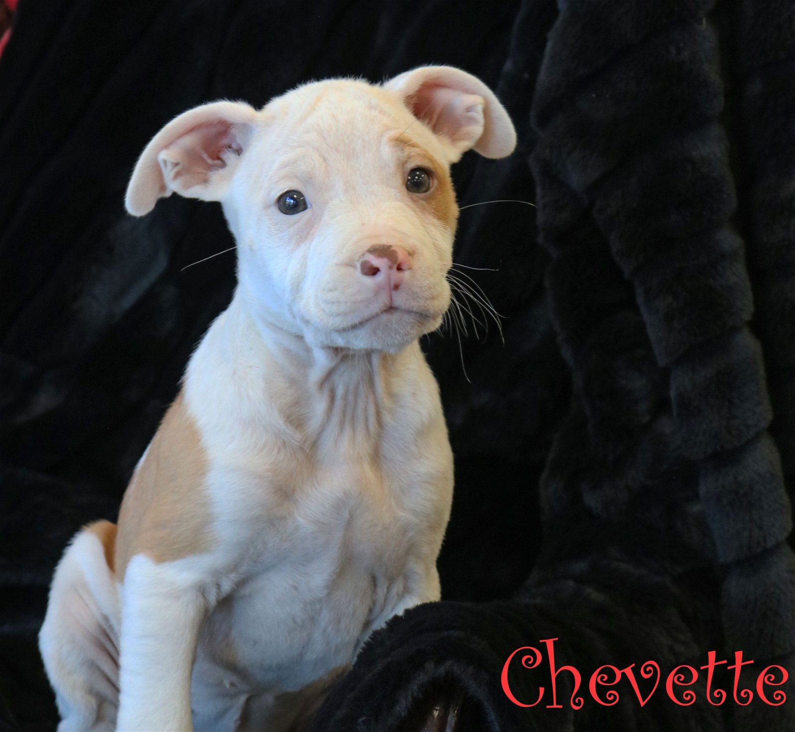 adoptable Dog in Warwick, RI named Chevette Hallmark
