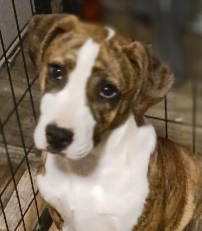 adoptable Dog in Warwick, RI named Wilma Hallmark