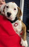 adoptable Dog in , RI named Red Hallmark *LOCAL*