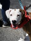 adoptable Dog in warwick, RI named Red Hallmark *LOCAL*